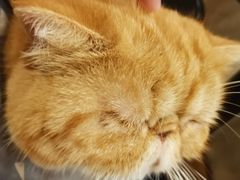 -猫友咖啡店(玉林西路店)