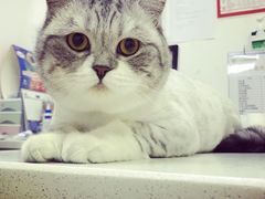 -创凡宠物医院·骨专科  猫科中心(西乡分院)