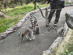 -贵州森林野生动物园