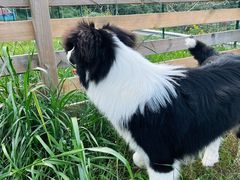 -趣多多宠物公园·宠物训犬学校·宠物寄养