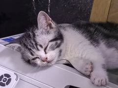 -瑞派·关忠动物医院·猫专科·犬专科(三环新城店)