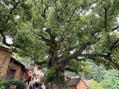 -杨家堂村