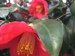 -西湖外事游船(花港观鱼码头)