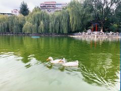 -莲湖公园