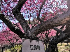 -无锡梅园公园