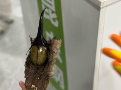 -上海昆虫博物馆