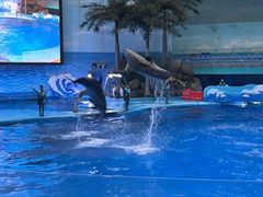 -海合安成都极地海洋公园