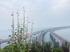 -星海湾跨海大桥