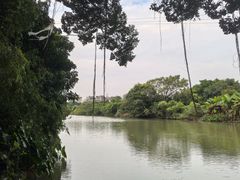 -小洲村
