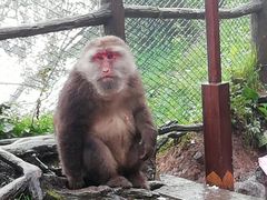 -峨眉山报国寺