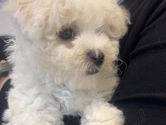 -翊宠yipet猫狗购宠庄园
