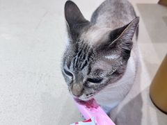 -藏猫猫咖啡主题馆(中央大道店)