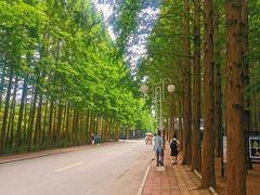 -日照海滨国家森林公园