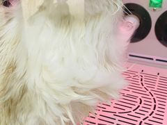 -FAELING PETS美天灵宠物(富力广场店)