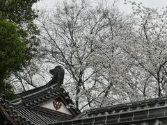 -东湖磨山景区