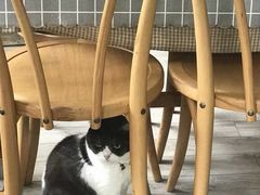 -海边的猫和咖啡馆