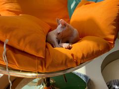 -飞行喵MR PILOT|猫舍·猫咖(静安大融城店)