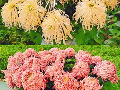 -菊花台公园