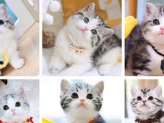 -Bastet sally猫舍购宠(静安店)