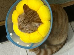 -瑞派·关忠动物医院·猫专科·犬专科(三环新城店)