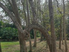 -中国科学院西双版纳热带植物园