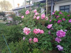 -洛阳市牡丹公园