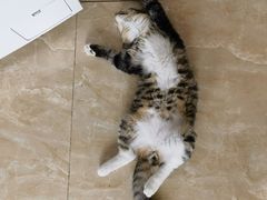 -艾贝尔宠物医院·24H转诊中心·肿瘤猫专科(江宁双龙店)