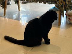 -平行世界·猫咖(首经贸店)
