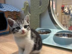 -BABIT巴比特宠物(MOMOPARK店)