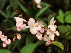 -广西壮族自治区药用植物园