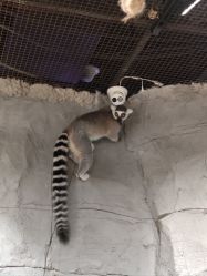 -Zoolung Zoolung动物主题公园(海信广场店)