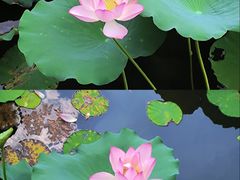 -荔湾湖公园