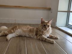 -李小姐の猫咖啡馆(五角场店)