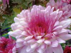 -木王宴语·野生鲜菌火锅(玉河店)