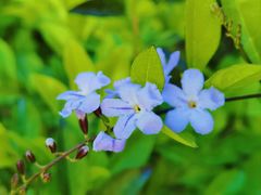 -广东花都湖国家湿地公园