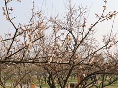 -香雪海