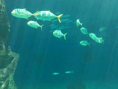 -北戴河圣蓝海洋公园