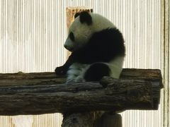 -卧龙中华大熊猫苑神树坪基地