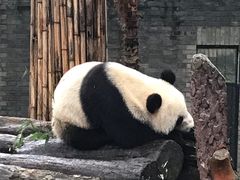 -都江堰中华大熊猫苑