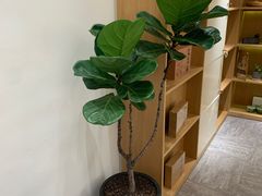 -左悦·艾灸调理·推拿按摩·精油SPA(卓悦汇店)