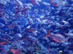 -成都浩海立方海洋公园