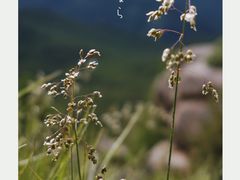 -芦芽山旅游度假区