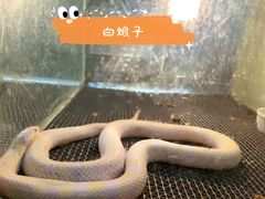 -上海大自然野生昆虫馆(东方明珠·爬宠昆虫探索中心)