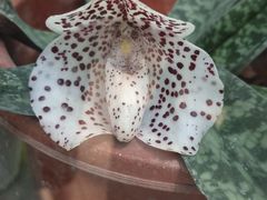 -北京植物园-展览温室