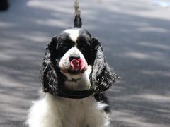 -Pets First伊珊娜洗护·精致美容·家庭式寄养(新会路店)