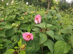 -西青郊野公园