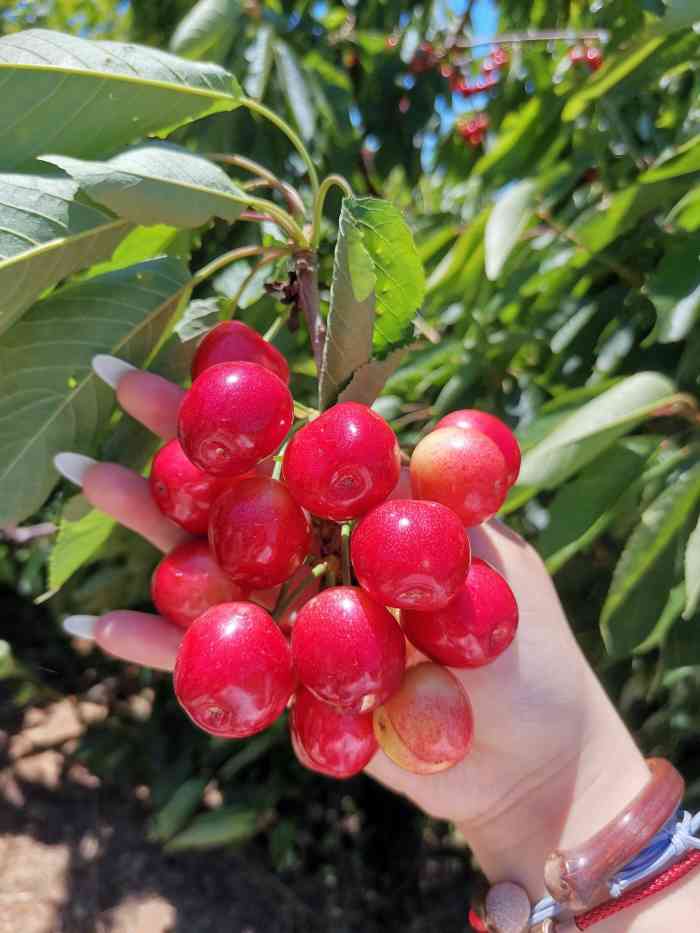 大連花果山櫻桃種植採摘園-