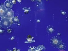 -左海海底世界
