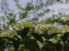 -花溪公园