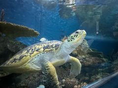 -上海海洋水族馆